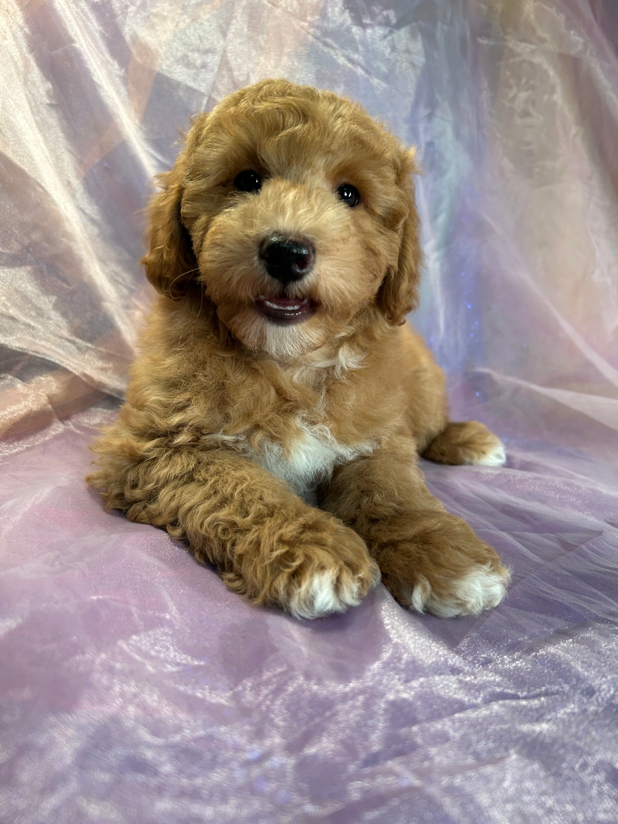 Male F1b Mini Schnoodle DOB 8-30-2023 $1200
